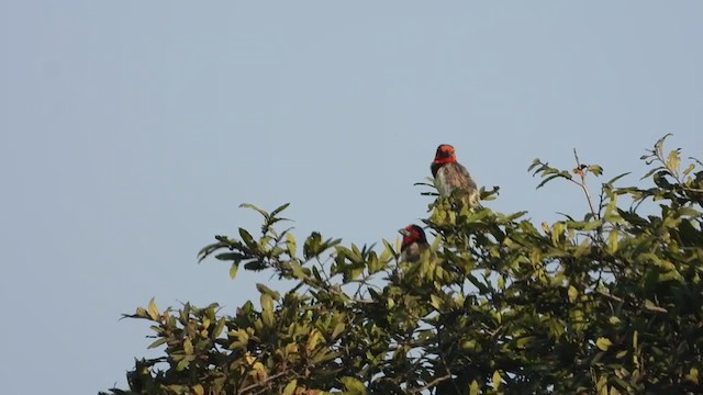 Black-collared Barbet - ML361336381