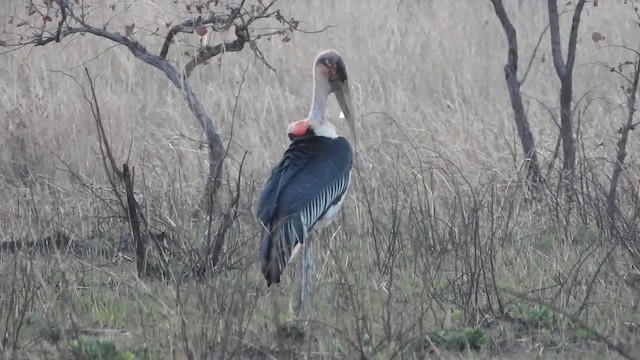 Marabou Stork - ML361336631