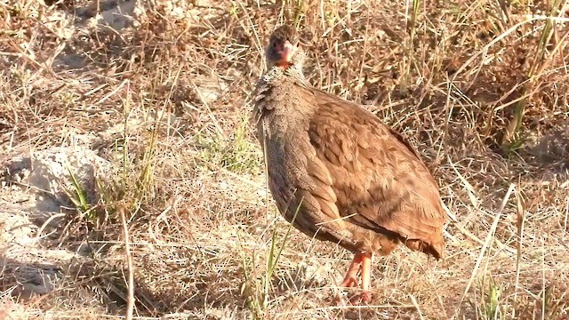 Red-necked Spurfowl (Cranch's) - ML361336711