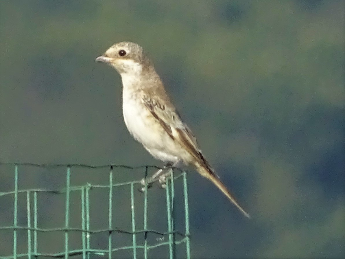 Woodchat Shrike - ML361342751