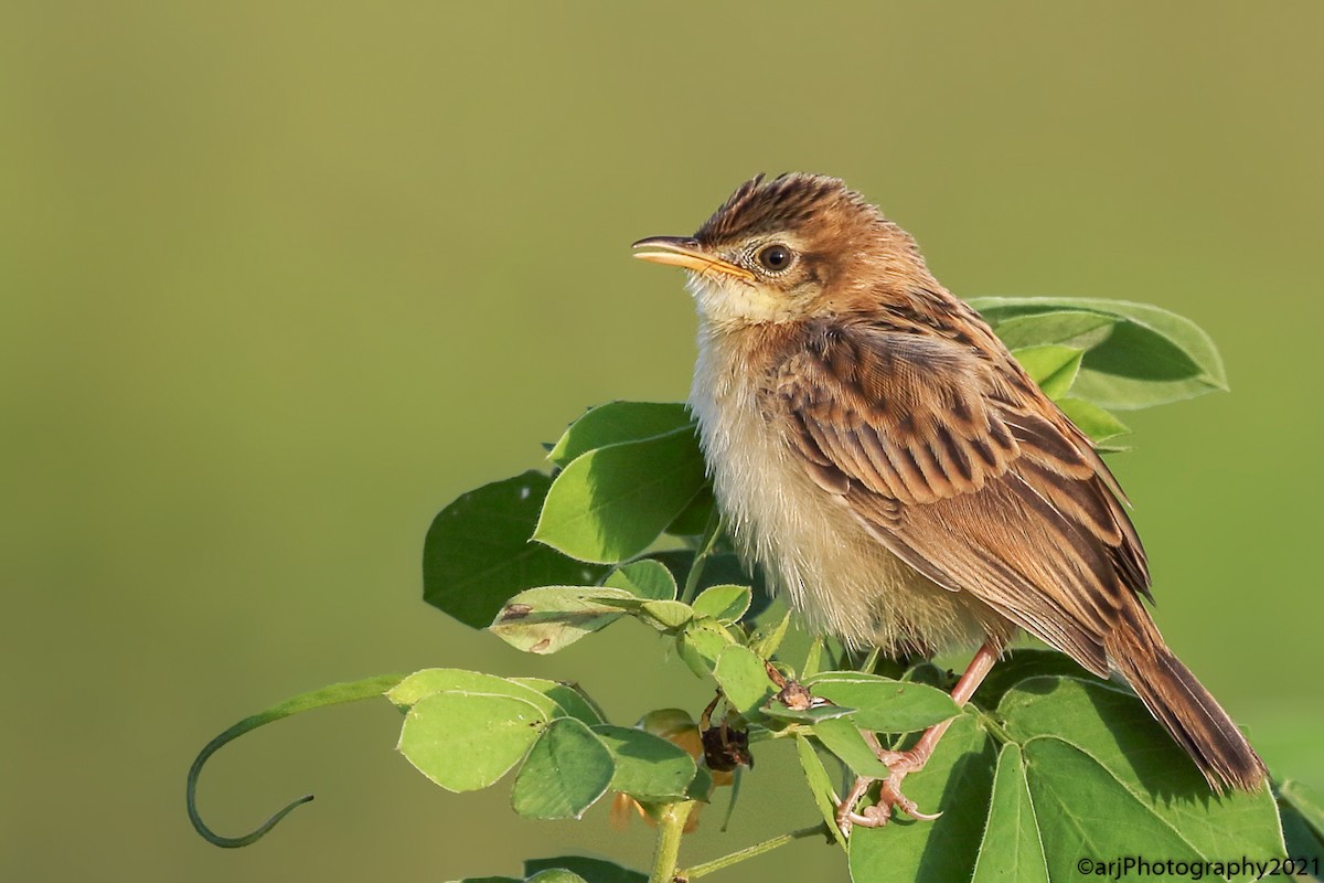 Zitting Cisticola - ML361343201