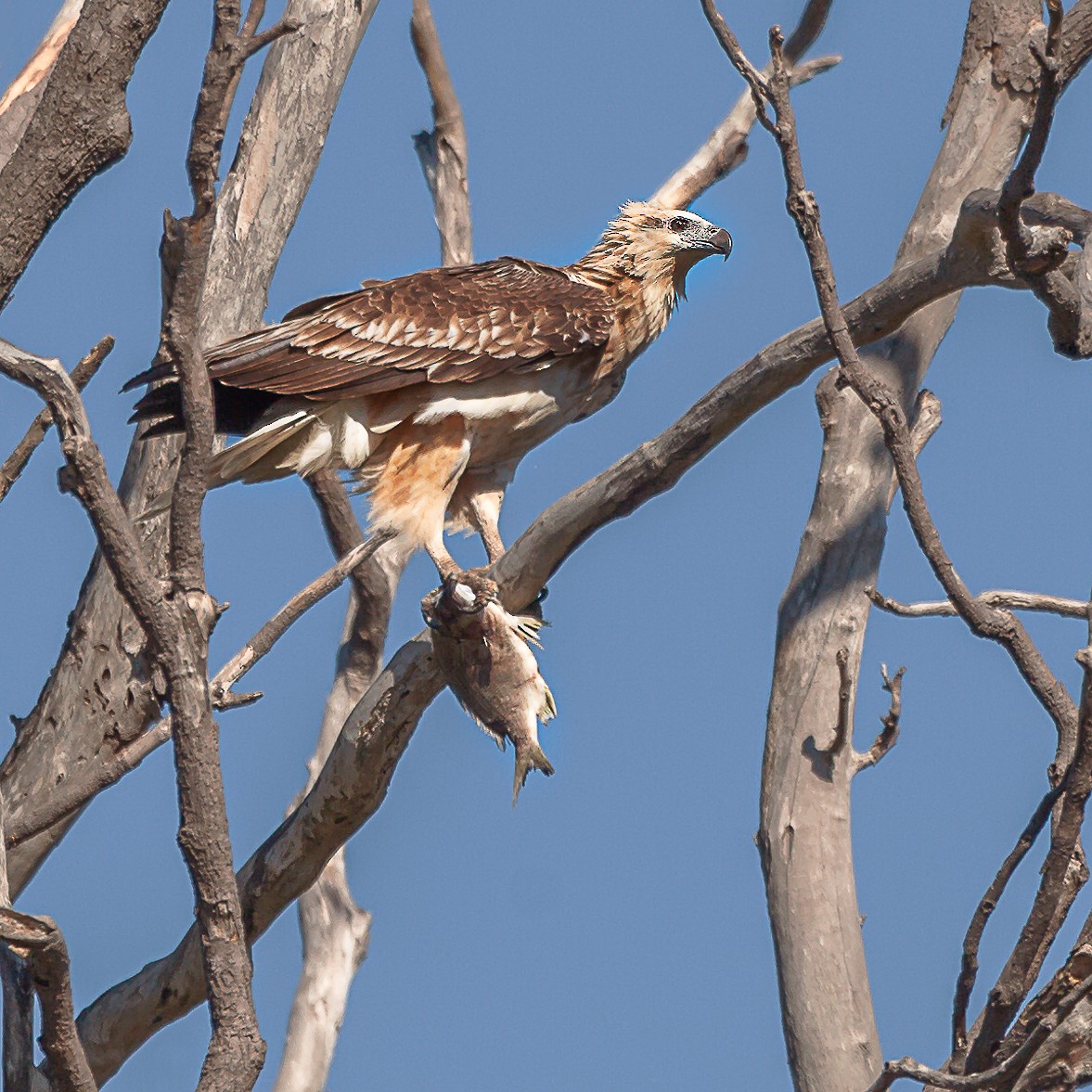 White-bellied Sea-Eagle - ML361343411