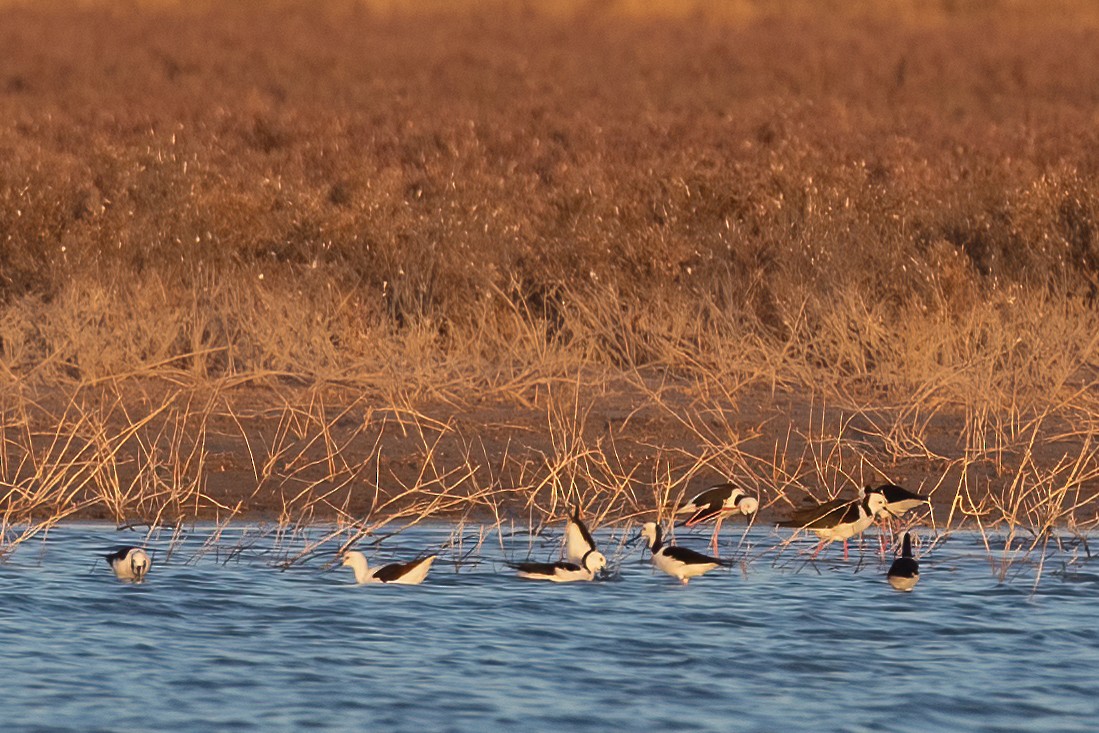 Banded Stilt - ML361343611