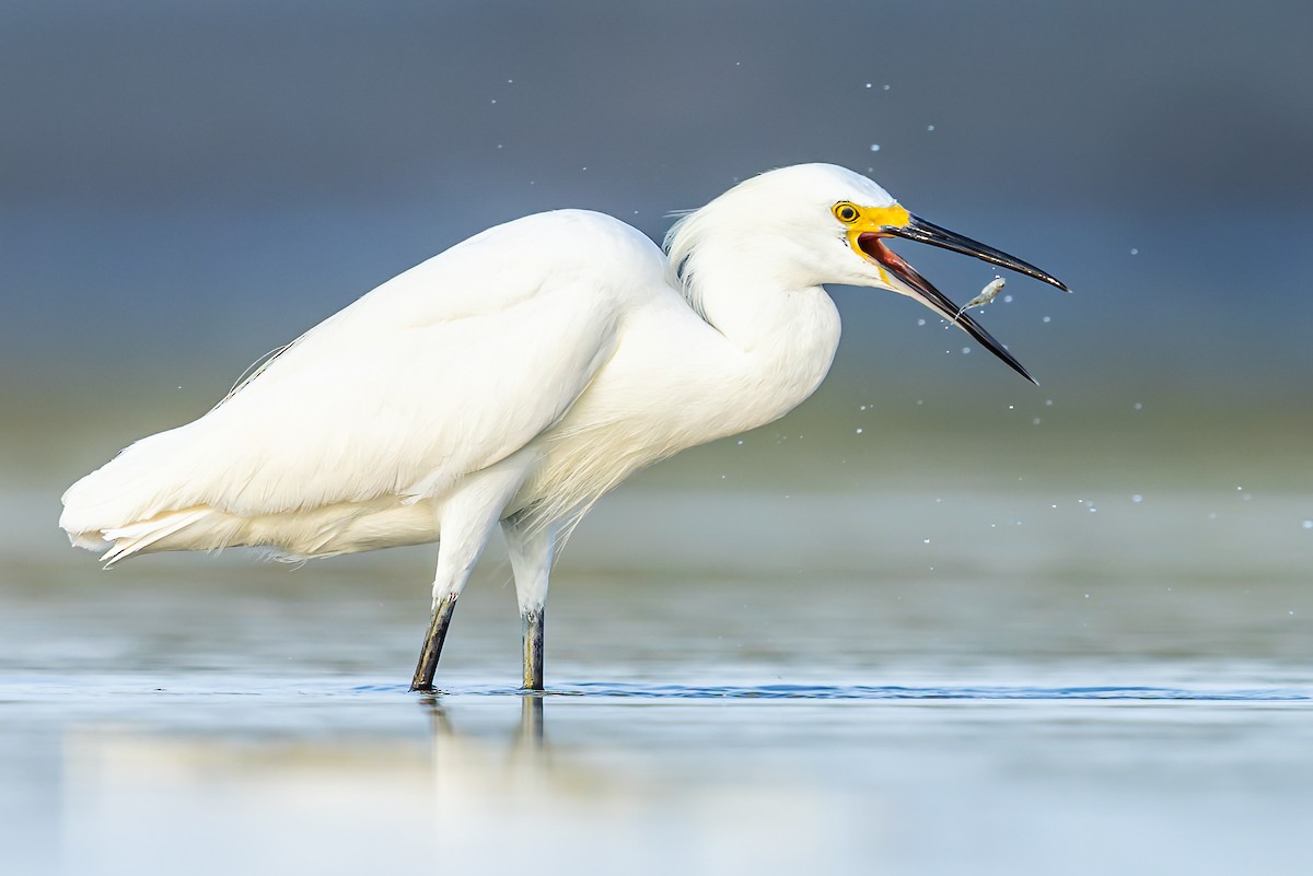 Snowy Egret - ML361346121