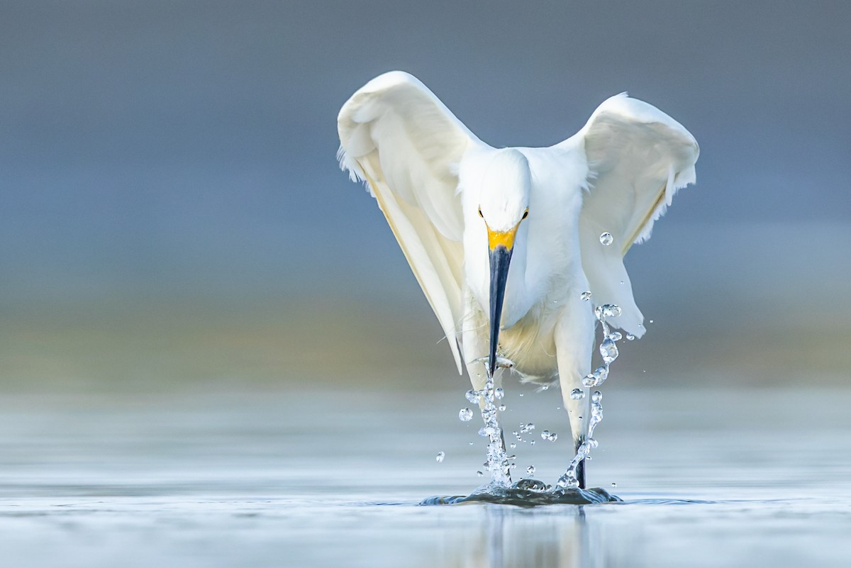 Snowy Egret - ML361346131