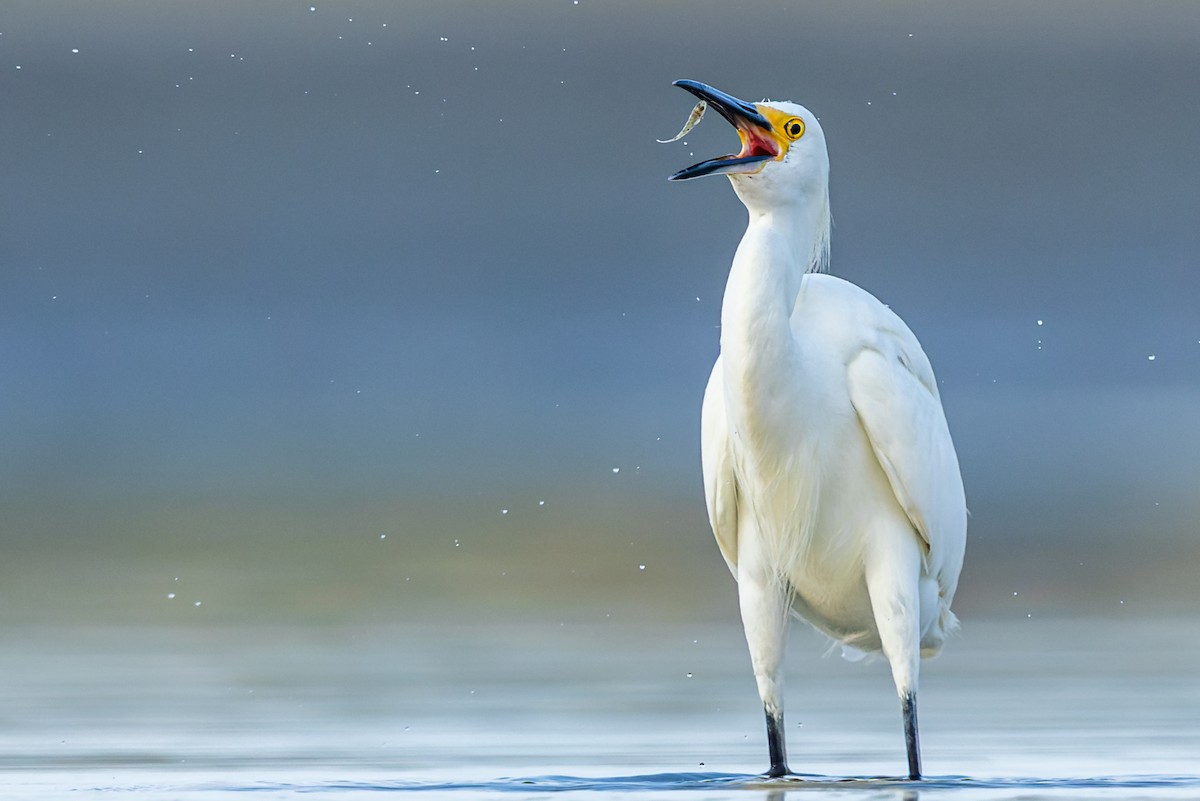 Snowy Egret - ML361346171