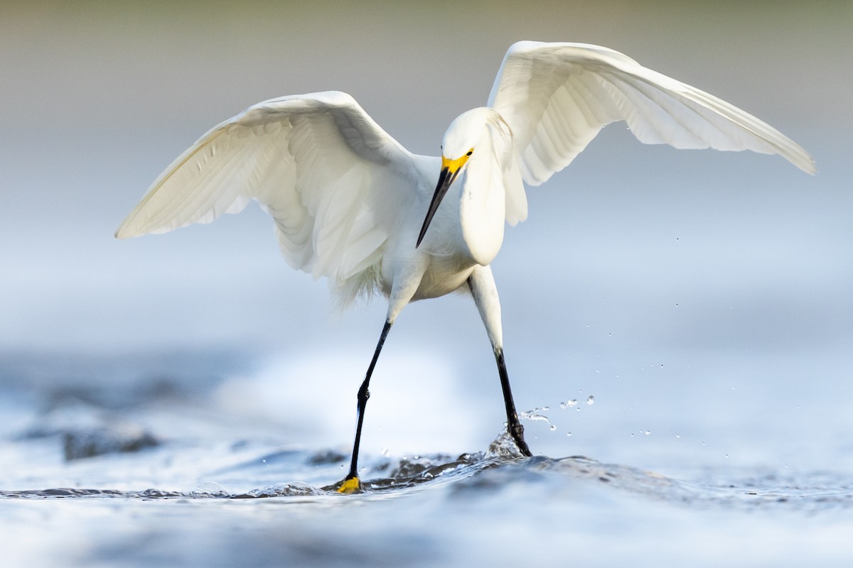 Snowy Egret - ML361346311