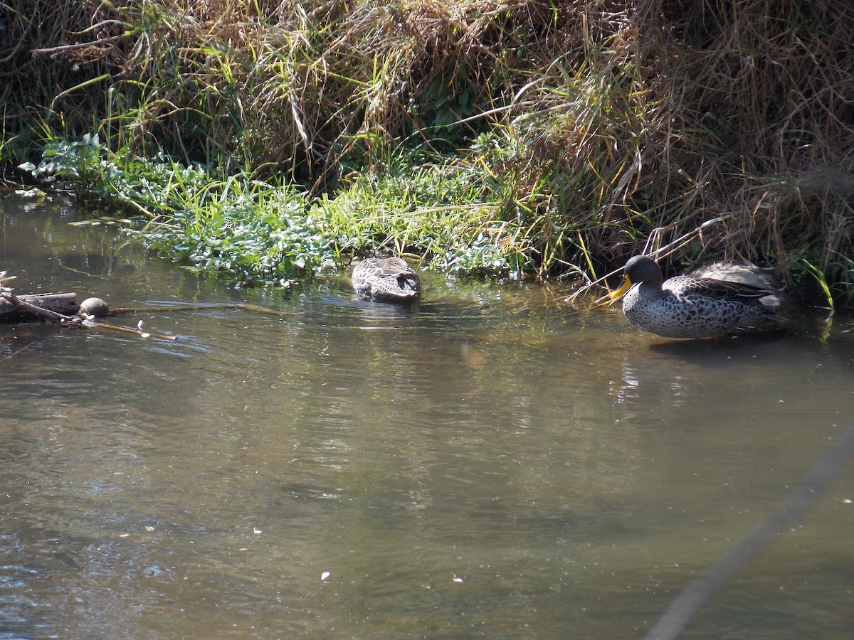 Yellow-billed Duck - ML361346371