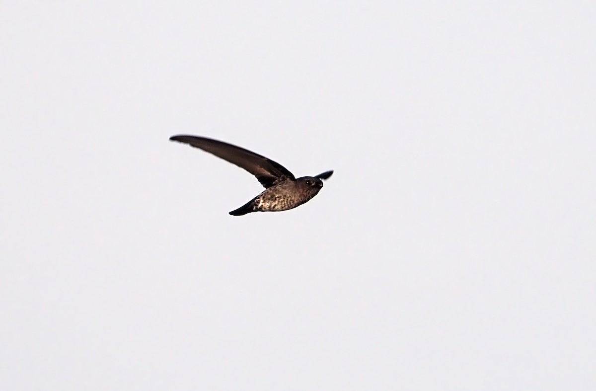 Gray-rumped Swiftlet - ML361346471