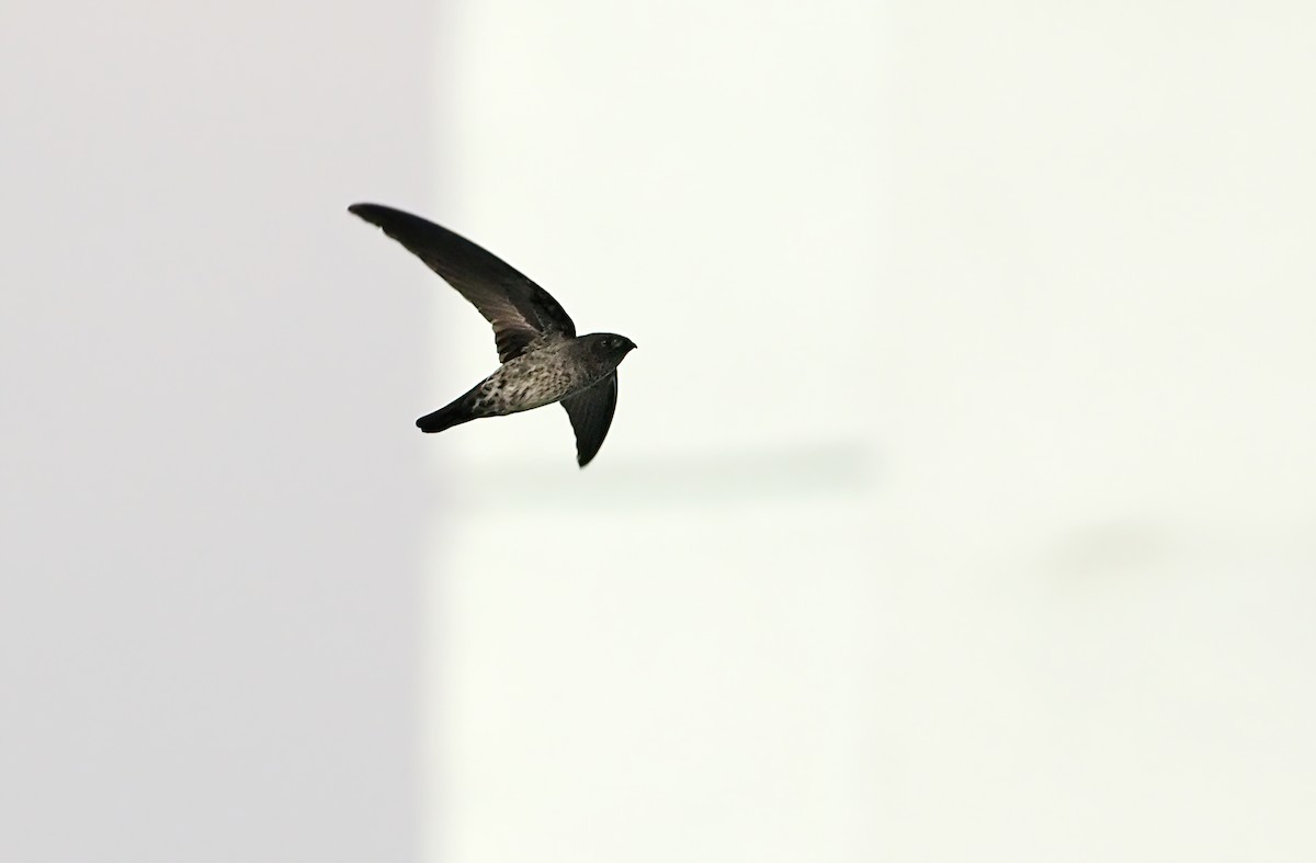 Gray-rumped Swiftlet - Robert Hutchinson