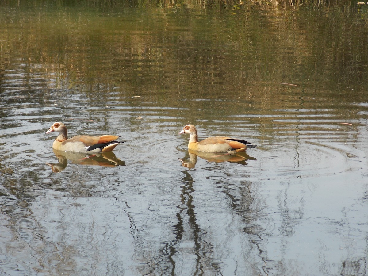 Egyptian Goose - ML361346661