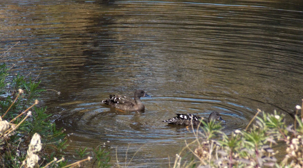 African Black Duck - ML361347231