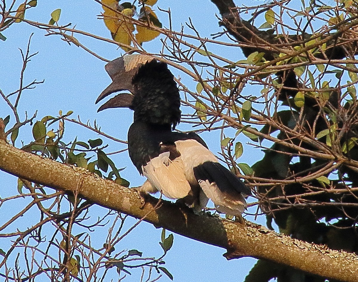 Black-and-white-casqued Hornbill - Brian Cox