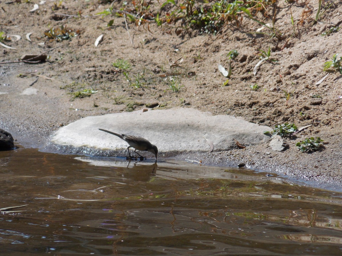 Cape Wagtail - ML361347851