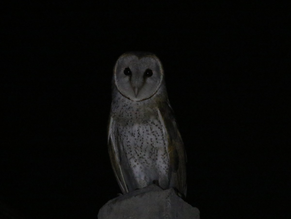 Barn Owl - ML361347911