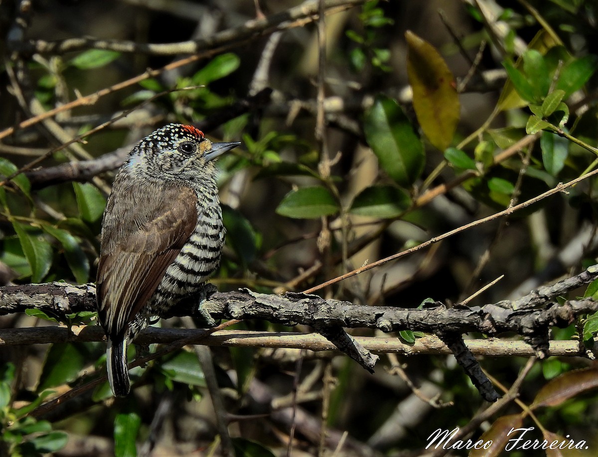 White-barred Piculet - ML361348641