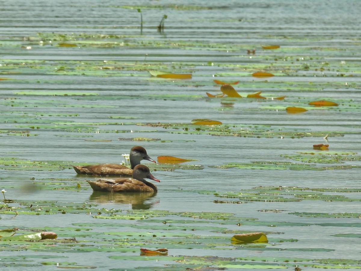 アカハシハジロ - ML361351361