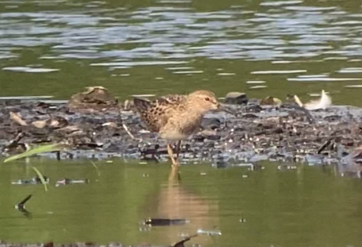 Pectoral Sandpiper - ML361352941