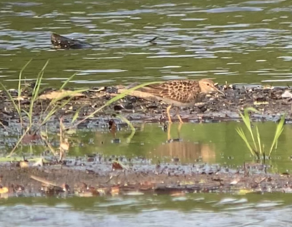 Pectoral Sandpiper - ML361352961