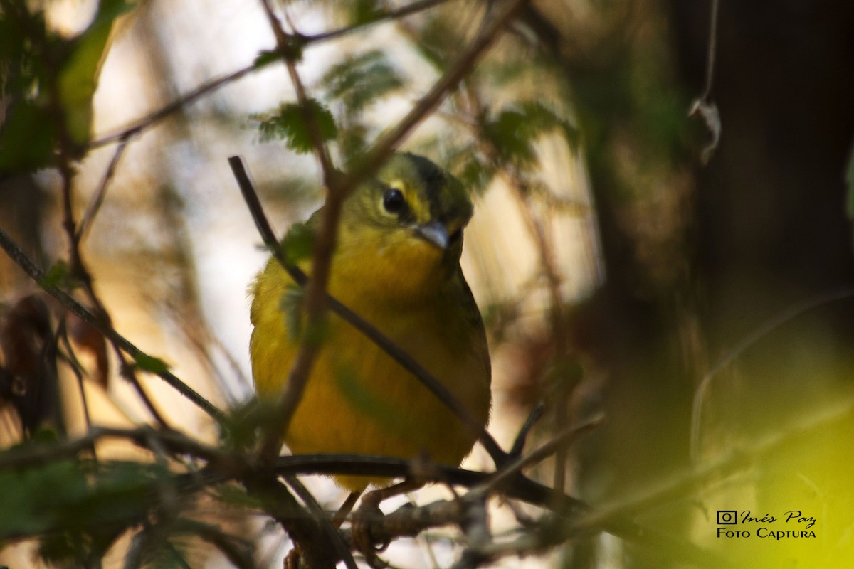 Two-banded Warbler - María Ines Paz