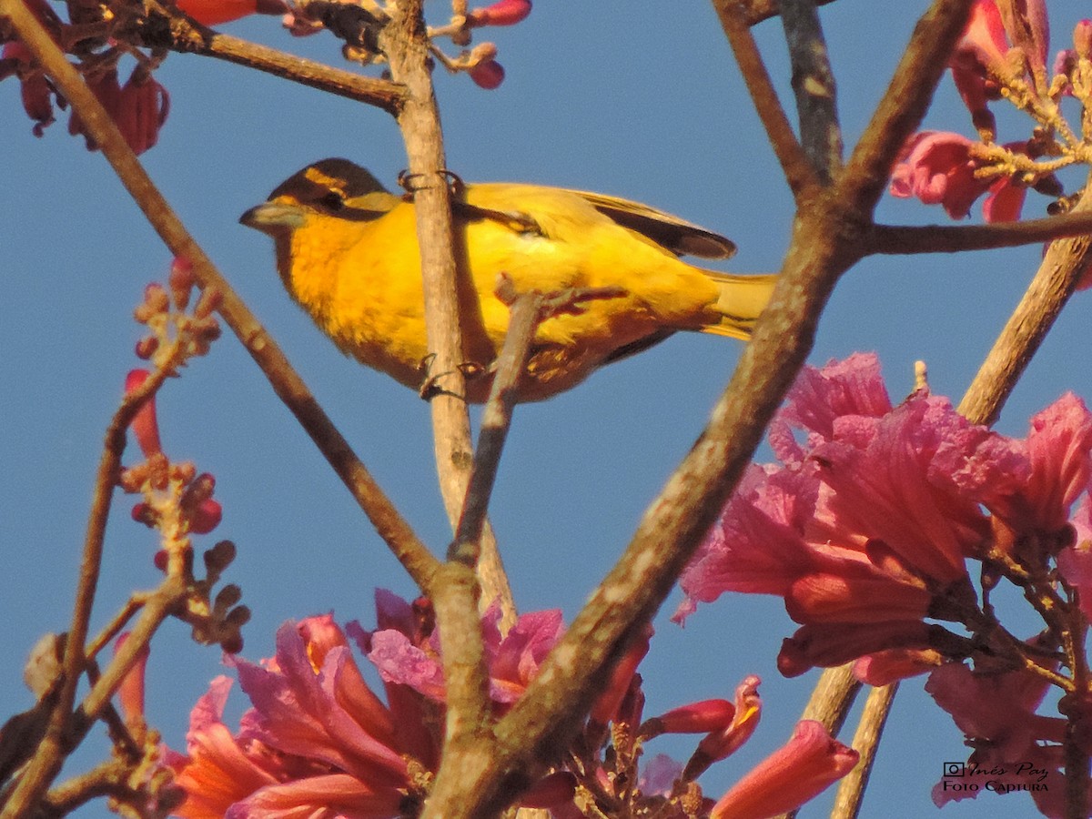 Saffron Finch - ML361354021