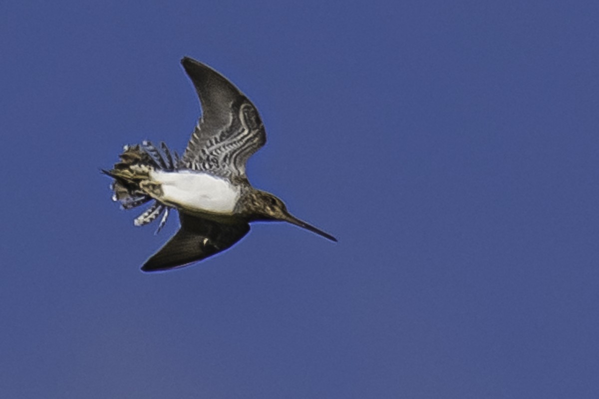 Pantanal/Magellanic Snipe - ML361356451