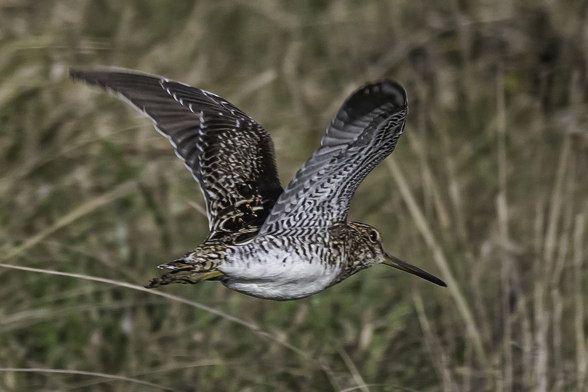 Pantanal/Magellanic Snipe - ML361356531