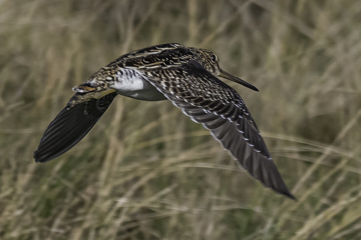 Pantanal/Magellanic Snipe - ML361356541