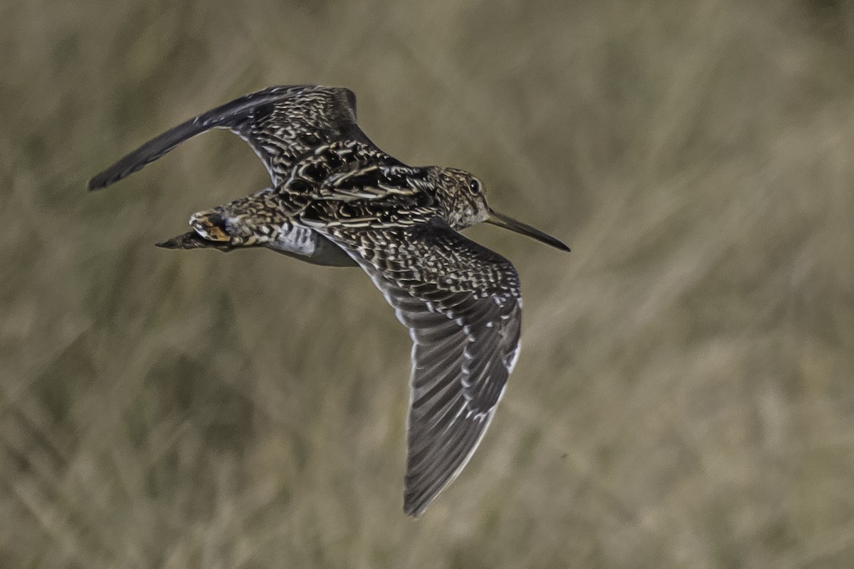 Pantanal/Magellanic Snipe - Amed Hernández