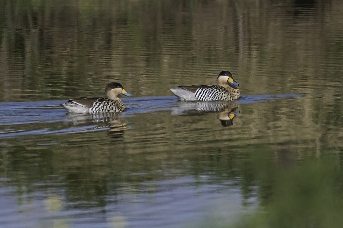 Silver Teal - Amed Hernández