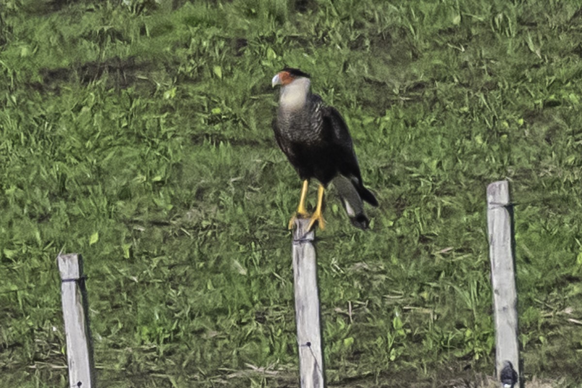 Crested Caracara (Southern) - ML361356701