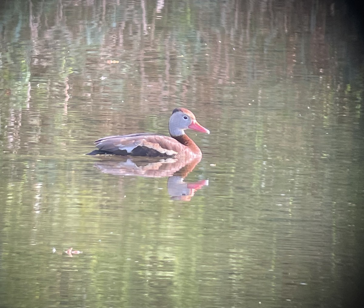 Black-bellied Whistling-Duck - Leah Dodd