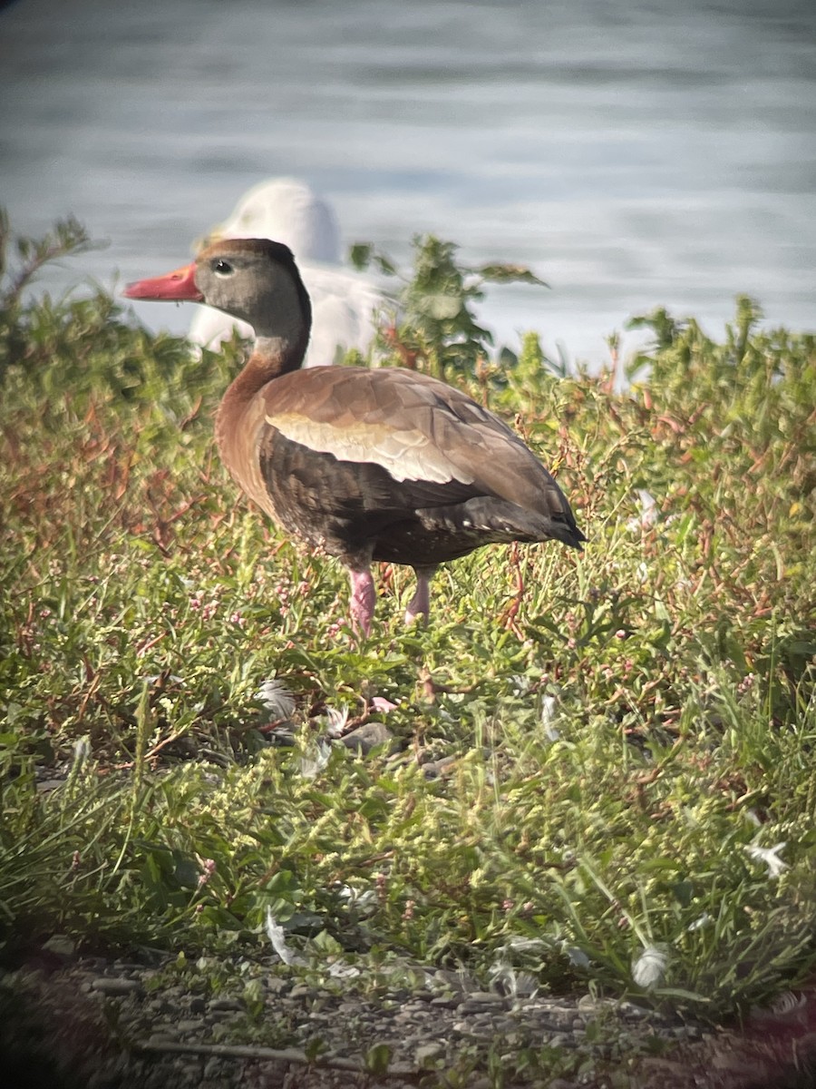 rødnebbplystreand - ML361356811