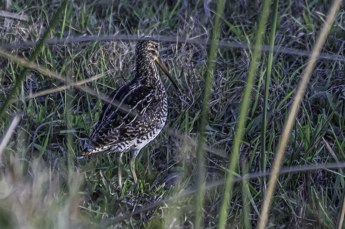 Pantanal/Magellanic Snipe - ML361358121