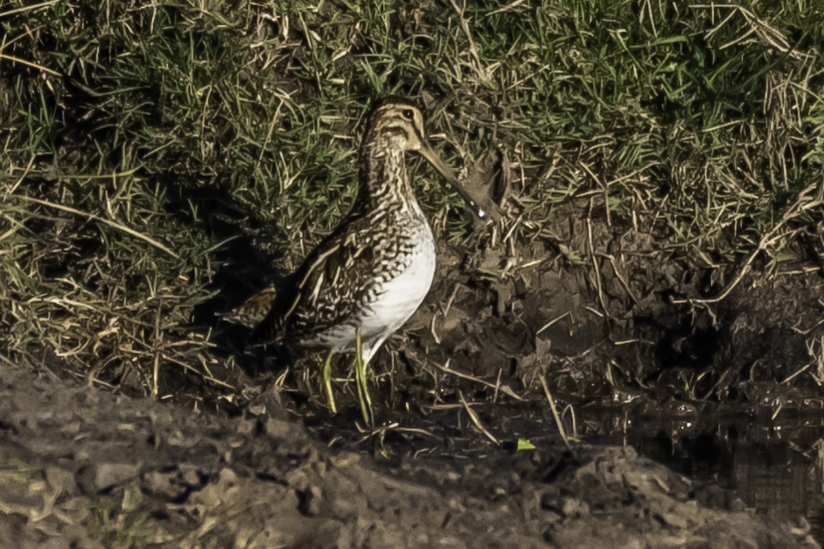 Pantanal/Magellanic Snipe - ML361358641