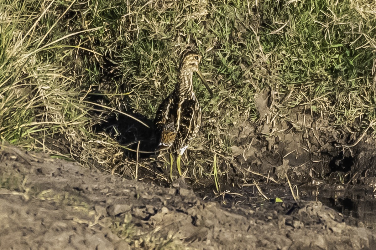 Pantanal/Magellanic Snipe - ML361358651