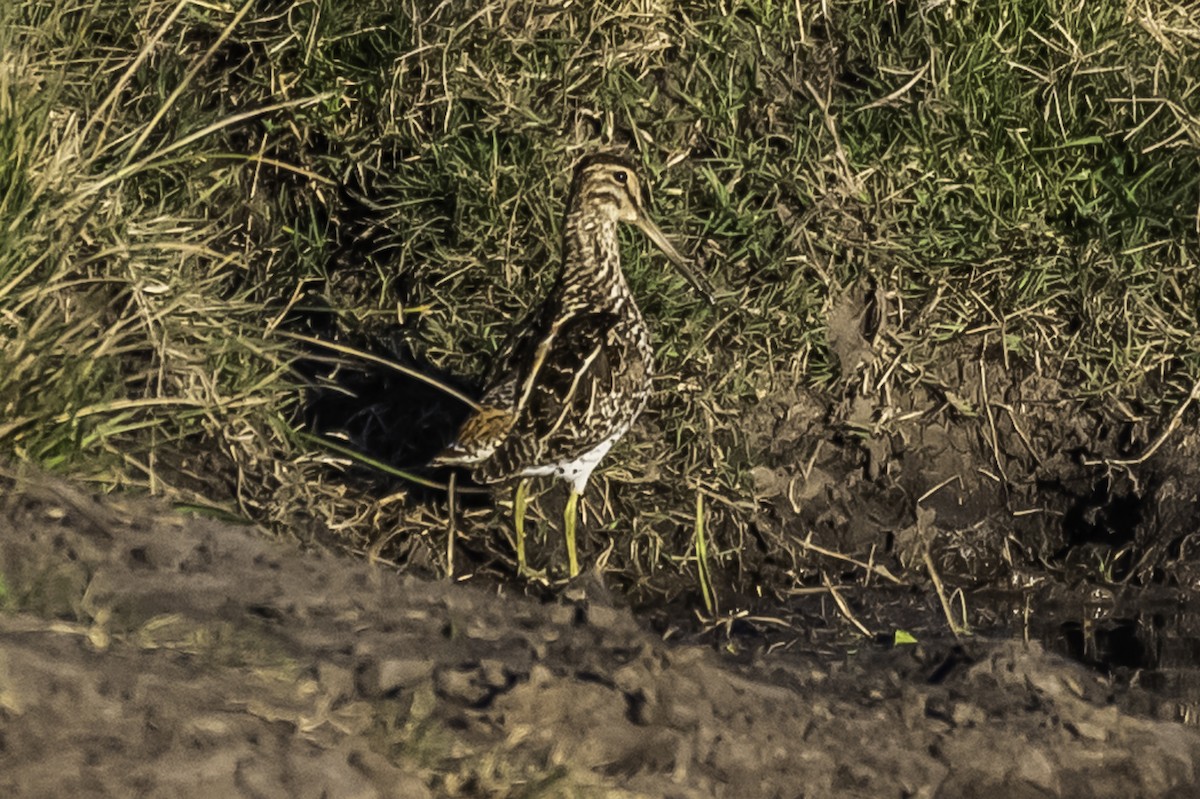 Pantanal/Magellanic Snipe - ML361358661