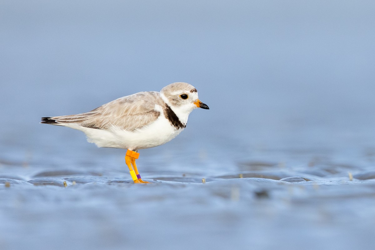 Piping Plover - Brad Imhoff