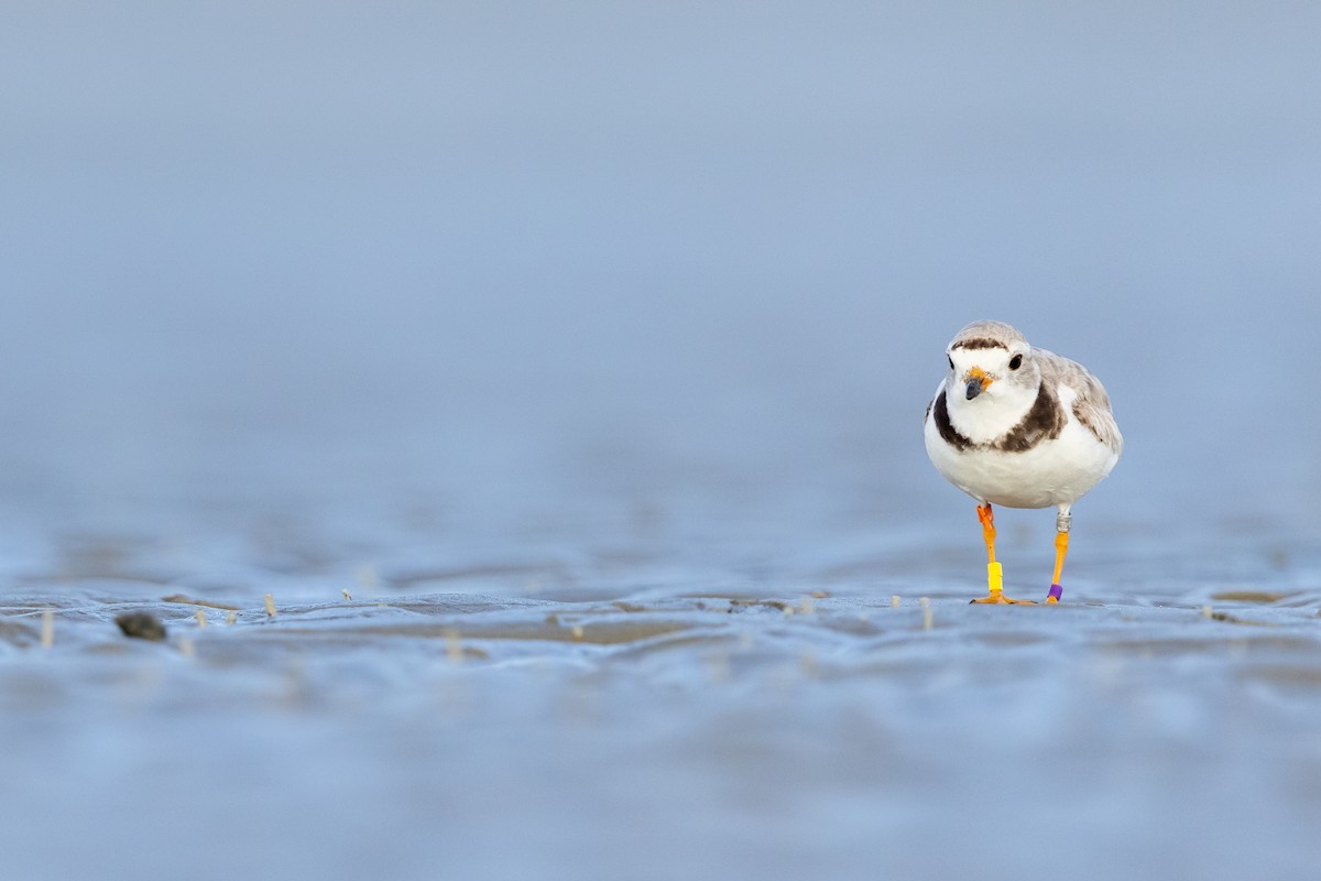 Piping Plover - Brad Imhoff