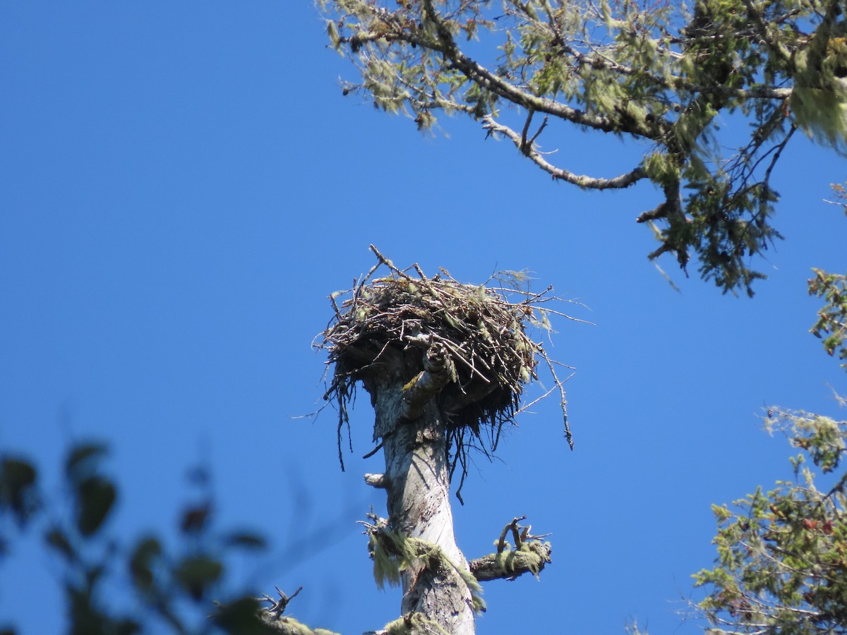 Osprey - Dave Bowman