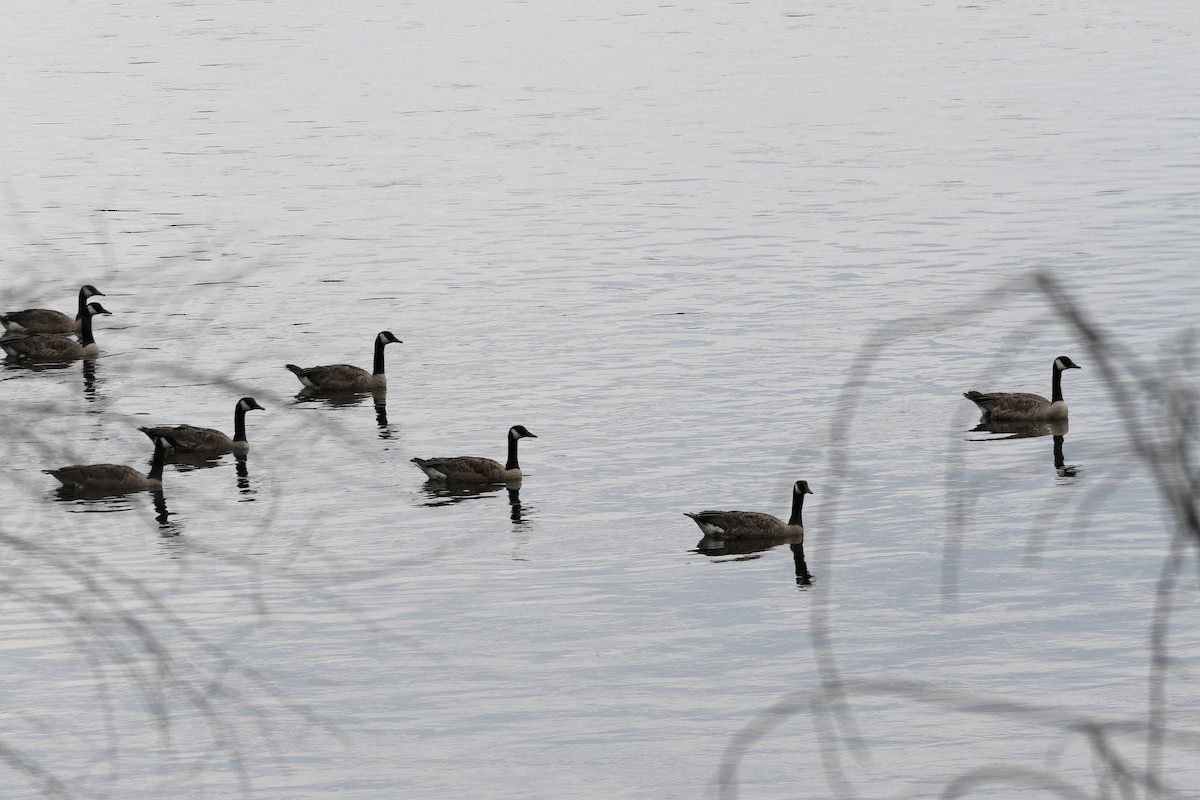 Canada Goose - ML361362781