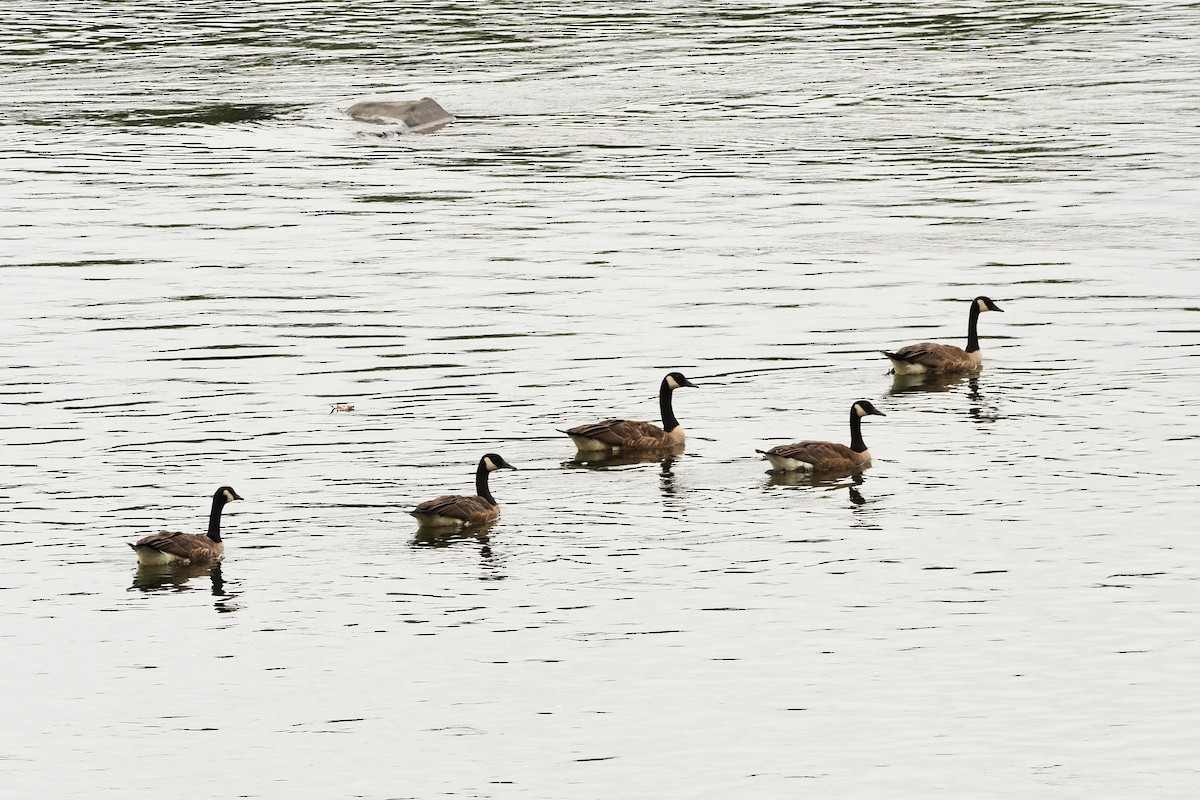 Canada Goose - ML361362801