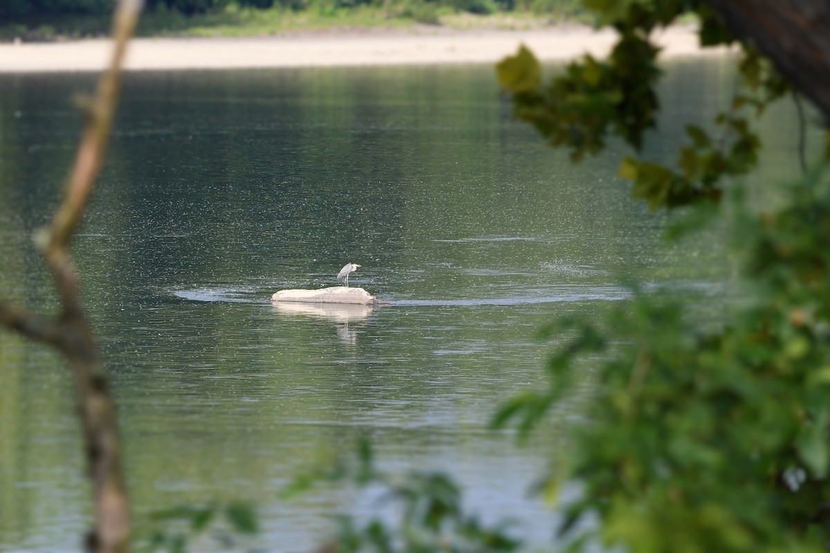 Great Blue Heron - ML361362821