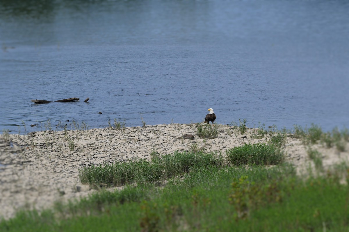 Bald Eagle - ML361362881