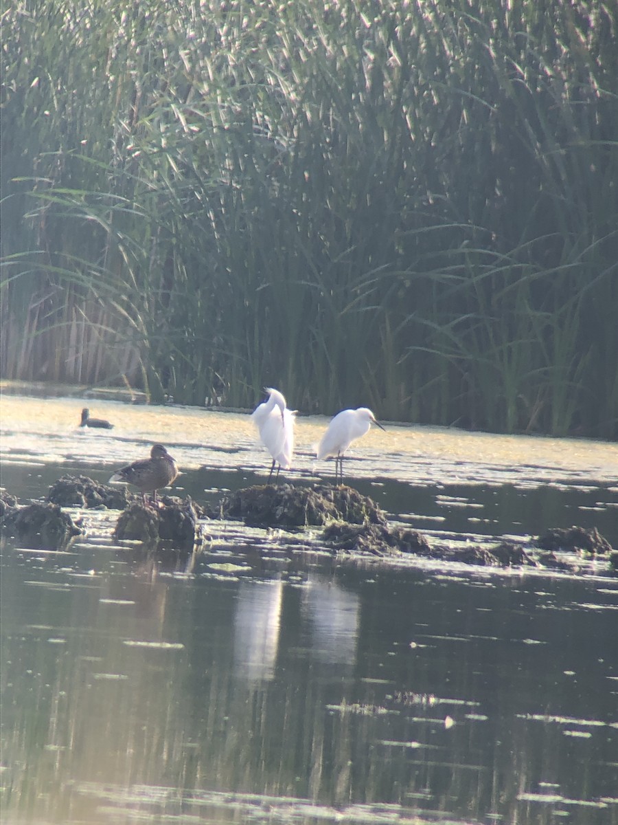 Snowy Egret - ML361362941