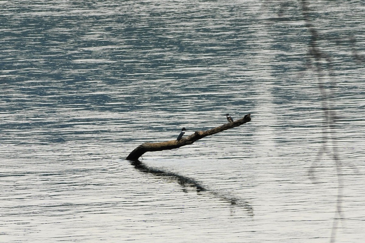 Belted Kingfisher - ML361362951
