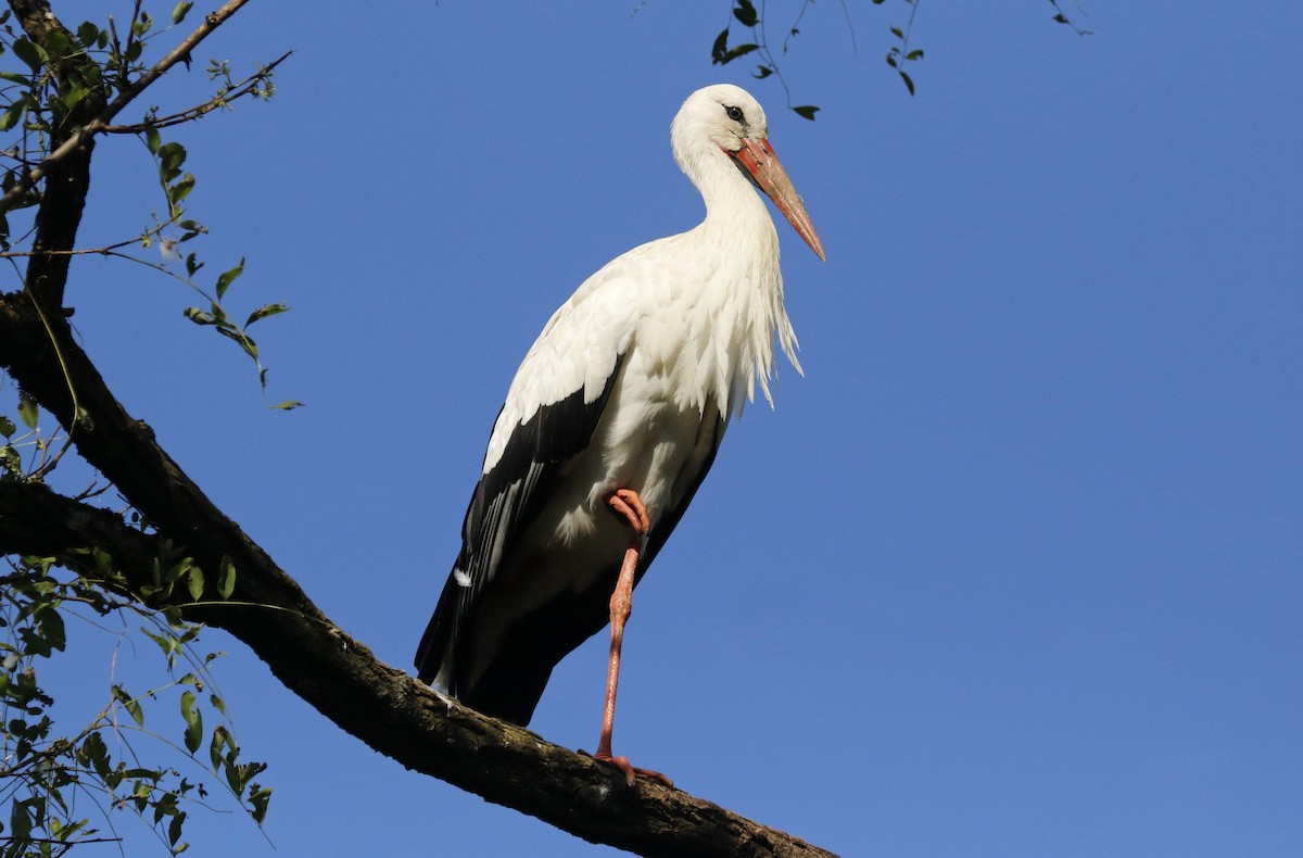 White Stork - Geert Bouke Kortleve