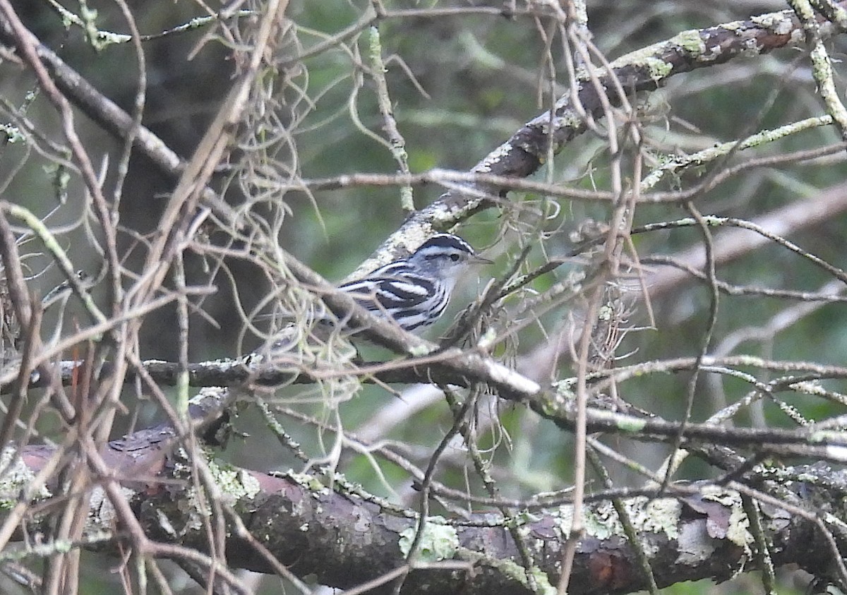 Black-and-white Warbler - ML361364891