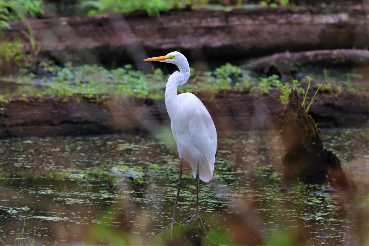 Great Egret - ML361365961