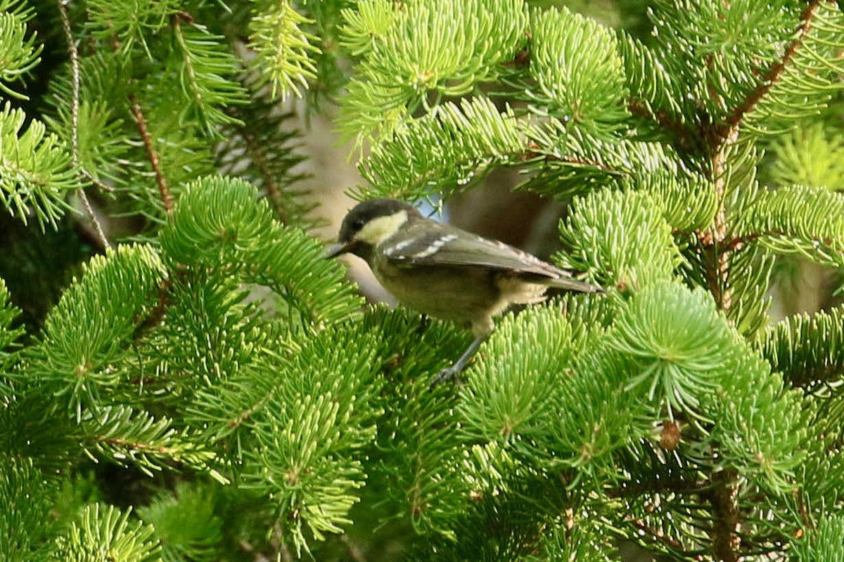 Coal Tit - ML361366221